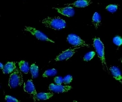 Flow cytometry testing of human ThP-1 cells with Beta 3 Adrenergic Receptor antibody at 1ug/million cells (blocked with goat sera); Red=cells alone, Green=isotype control, Blue= Beta 3 Adrenergic Receptor antibody.