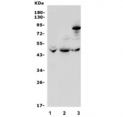 Western blot testing of 1) human HEK293, 2) rat liver and 3) mouse liver lysate with Beta 3 Adrenergic Receptor antibody. Predicted molecular weight ~44 kDa.