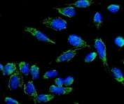 Immunofluorescent staining of FFPE human U-2 OS cells with Beta 3 Adrenergic Receptor antibody (green) and DAPI nuclear stain (blue). HIER: steam section in pH6 citrate buffer for 20 min.