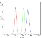 Flow cytometry testing of human U-87 MG cells with Desmoglein 2 antibody at 1ug/million cells (blocked with goat sera); Red=cells alone, Green=isotype control, Blue= Desmoglein 2 antibody.