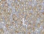 IHC staining of FFPE mouse kidney with PCK2 antibody. HIER: boil tissue sections in pH8 EDTA for 20 min and allow to cool before testing.