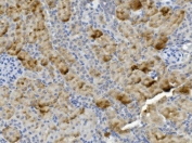 IHC staining of FFPE rat kidney with PCK2 antibody. HIER: boil tissue sections in pH8 EDTA for 20 min and allow to cool before testing.