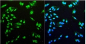 Immunofluorescent staining of FFPE human U-2 OS cells with NDC80 antibody (green) and DAPI nuclear stain (blue). HIER: steam section in pH6 citrate buffer for 20 min.
