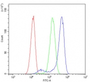 Flow cytometry testing of human HeLa cells with Neurofibromin antibody at 1ug/million cells (blocked with goat sera); Red=cells alone, Green=isotype control, Blue= Neurofibromin antibody.