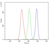 Flow cytometry testing of human HepG2 cells with Niemann Pick C2 antibody at 1ug/million cells (blocked with goat sera); Red=cells alone, Green=isotype control, Blue= Niemann Pick C2 antibody.