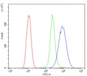 Flow cytometry testing of human ThP-1 cells with CCR2 antibody at 1ug/million cells (blocked with goat sera); Red=cells alone, Green=isotype control, Blue= CCR2 antibody.