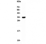 Western blot testing of human Raji cell lysate with CD79b antibody. Predicted molecular weight: 26~39 kDa.