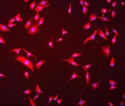 Immunofluorescent staining of FFPE human A549 cells with GNB1 antibody (red) and DAPI nuclear stain (blue). HIER: steam section in pH6 citrate buffer for 20 min.