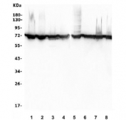 Western blot testing of human 1) HeLa, 2) HEK293, 3) Jurkat, 4) A549, 5) HL-60, 6) rat PC-12, 7) mouse RAW264.7 and 8) mouse NIH 3T3 lysate with HSPA8 antibody. Expected molecular weight: 70-73 kDa.