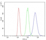 Flow cytometry testing of human K562 cells with HSPA8 antibody at 1ug/million cells (blocked with goat sera); Red=cells alone, Green=isotype control, Blue= HSPA8 antibody.