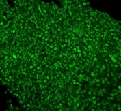 Immunofluorescent staining of FFPE human tonsil with PTBP1 antibody. HIER: steam section in pH6 citrate buffer for 20 min.