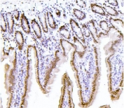 IHC staining of FFPE mouse intestine with PTBP1 antibody. HIER: boil tissue sections in pH8 EDTA for 20 min and allow to cool before testing.