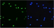 Immunofluorescent staining of FFPE human HeLa cells with PTBP1 antibody (green) and DAPI nuclear stain (blue). HIER: steam section in pH6 citrate buffer for 20 min.