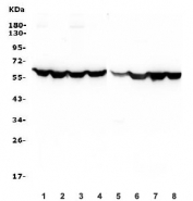 Western blot testing of human 1) HeLa, 2) K562, 3) A549, 4) HEK293, 5) Jurkat, 6) Raji, 7) rat PC-12 and 8) mouse NIH 3T3 lysate with PTBP1 antibody. Predicted molecular weight ~57 kDa.