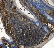 IHC staining of FFPE mouse intestine with RENT1 antibody. HIER: boil tissue sections in pH8 EDTA for 20 min and allow to cool before testing.