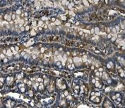 IHC staining of FFPE rat intestine with RENT1 antibody. HIER: boil tissue sections in pH8 EDTA for 20 min and allow to cool before testing.