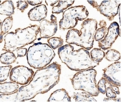 IHC staining of frozen human placenta with HK1 antibody.