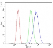 Flow cytometry testing of human PC-3 cells with HK1 antibody at 1ug/million cells (blocked with goat sera); Red=cells alone, Green=isotype control, Blue= HK1 antibody.