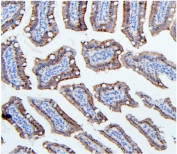 IHC staining of FFPE mouse intestine with HK1 antibody. HIER: boil tissue sections in pH8 EDTA for 20 min and allow to cool before testing.