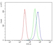 Flow cytometry testing of human Caco-2 cells with Folliculin antibody at 1ug/million cells (blocked with goat sera); Red=cells alone, Green=isotype control, Blue= Folliculin antibody.