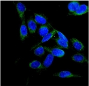 Immunofluorescent staining of FFPE human U-2 OS cells with Folliculin antibody (green) and DAPI nuclear stain (blue). HIER: steam section in pH6 citrate buffer for 20 min.