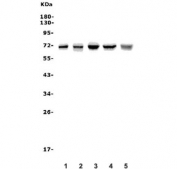 Western blot testing of human 1) A431, 2) SK-OV-3, 3) HepG2, 4) rat kidney and 5) mouse kidney lysate with Folliculin antibody. Expected molecular weight: 64-70 kDa.