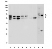 Western blot testing of human 1) HeLa, 2) U-2 OS, 3) T-47D, 4) PC-3, 5) HepG2, 6) A431, 7) Caco-2, 8) rat skeletal muscle and 9) mouse RAW264.7 lysate with NFIC antibody. Expected molecular weight: 49-74 kDa (isoforms).
