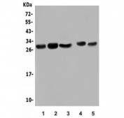 Western blot testing of human 1) placenta, 2) K562, 3) Caco-2, 4) rat testis and 5) mouse intestine lysate with LIN28A antibody. Predicted molecular weight: 23 kDa, observed molecular weight: 23-28 kDa.