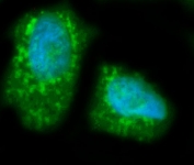 Immunofluorescent staining of FFPE human HepG2 cells with Hepatic Lipase antibody (green) and DAPI nuclear stain (blue). HIER: steam section in pH6 citrate buffer for 20 min.