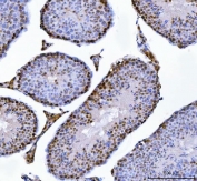 IHC staining of FFPE mouse testis tissue with Muscleblind-like 1 antibody. HIER: boil tissue sections in pH8 EDTA for 20 min and allow to cool before testing.