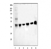 Western blot testing of 1) human Jurkat, 2) monkey COS-7, 3) human 293T, 4) human HeLa, 5) human MOLT-4 and 6) rat heart lysate with Muscleblind-like 1 antibody. Predicted molecular weight ~42 kDa.