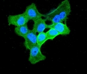 Immunofluorescent staining of FFPE human A431 cells with Enolase 1 antibody (green) and DAPI nuclear stain (blue). HIER: steam section in pH6 citrate buffer for 20 min.