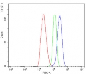 Flow cytometry testing of rat C6 cells with SDHA antibody at 1ug/million cells (blocked with goat sera); Red=cells alone, Green=isotype control, Blue= SDHA antibody.