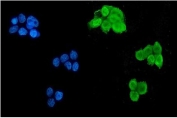 Immunofluorescent staining of FFPE human MCF7 cells with Msi1 antibody (green) and DAPI nuclear stain (blue). HIER: steam section in pH6 citrate buffer for 20 min.