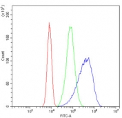 Flow cytometry testing of human Caco-2 cells with RAB11B antibody at 1ug/million cells (blocked with goat sera); Red=cells alone, Green=isotype control, Blue= RAB11B antibody.