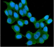 Immunofluorescent staining of FFPE human MCF7 cells with RAB11B antibody (green) and DAPI nuclear stain (blue). HIER: steam section in pH6 citrate buffer for 20 min.