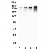 Western blot testing of human 1) HeLa, 2) HEK293, 3) K562 and 4) ThP-1 lysate with NUP214 antibody. Expected molecular weight: 214-280 kDa.