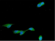 Immunofluorescent staining of FFPE human U-2 OS cells with Cyclin B2 antibody (green) and DAPI nuclear stain (blue). HIER: steam section in pH6 citrate buffer for 20 min.