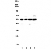Western blot testing of 1) human HeLa, 2) human K562, 3) rat testis and 4) mouse testis lysate with Cyclin B2 antibody. Predicted molecular weight ~44 kDa.