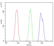 Flow cytometry testing of human A431 cells with Cyclin B2 antibody at 1ug/million cells (blocked with goat sera); Red=cells alone, Green=isotype control, Blue= Cyclin B2 antibody.