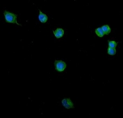Immunofluorescent staining of FFPE human U-2 OS cells with CLTC antibody (green) and DAPI nuclear stain (blue). HIER: steam section in pH6 citrate buffer for 20 min.