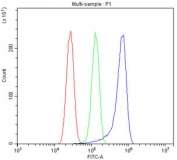 Flow cytometry testing of human U-87 MG cells with CLTC antibody at 1ug/million cells (blocked with goat sera); Red=cells alone, Green=isotype control, Blue= CLTC antibody.