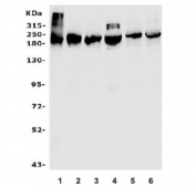 Western blot testing of human 1) HEK293, 2) K562, 3) SW620, 4) HepG2, 5) monkey COS-7 and 6) human Raji lysate with TET1 antibody. Predicted molecular weight ~235 kDa.