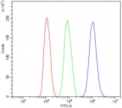 Flow cytometry testing of human HepG2 cells with TET1 antibody at 1ug/million cells (blocked with goat sera); Red=cells alone, Green=isotype control, Blue= TET1 antibody.