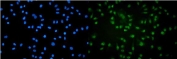 Immunofluorescent staining of FFPE human A549 cells with POLR2A antibody (green) and DAPI nuclear stain (blue). HIER: steam section in pH6 citrate buffer for 20 min.