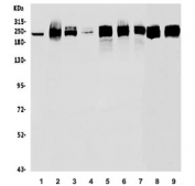 Western blot testing of 1) human HeLa, 2) monkey COS-7, 3) human A549, 4) human PC-3, 5) human Caco-2, 6) human SW620, 7) human HEK293, 8) rat PC-12 and 9) mouse testis lysate with POLR2A antibody. Routinely observed molecular weight: 200-250 kDa.