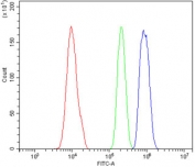 Flow cytometry testing of human HL-60 cells with POLR2A antibody at 1ug/million cells (blocked with goat sera); Red=cells alone, Green=isotype control, Blue= CD59 antibody.