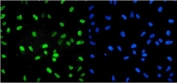 Immunofluorescent staining of FFPE human HeLa cells with U2AF65 antibody (green) and DAPI nuclear stain (blue). HIER: steam section in pH6 citrate buffer for 20 min.