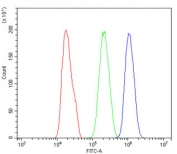 Flow cytometry testing of human PC-3 cells with U2AF65 antibody at 1ug/million cells (blocked with goat sera); Red=cells alone, Green=isotype control, Blue= U2AF65 antibody.