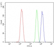 Flow cytometry testing of mouse ANA-1 cells with U2AF65 antibody at 1ug/million cells (blocked with goat sera); Red=cells alone, Green=isotype control, Blue= U2AF65 antibody.